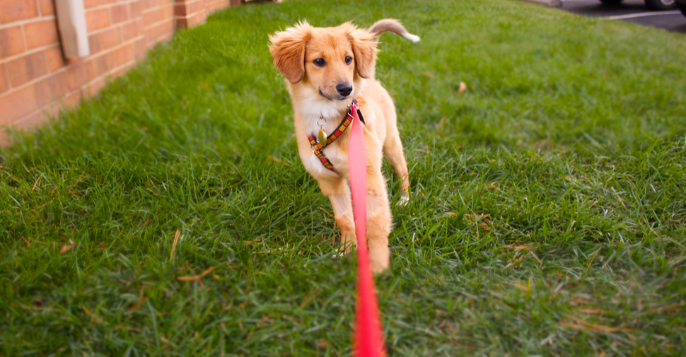 Potty Training Your Puppy: One Week Guide - The Stay Update